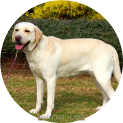 美しく均整の取れた体格